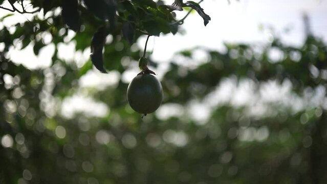 Close-up shot of passion fruit on a tree, using mf mayer lens, produces beautiful backup effect with bokeh