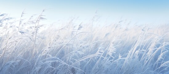 Winter background with long grass covered in frost