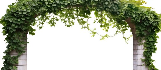 Green garden background with ivy archway - obrazy, fototapety, plakaty