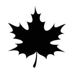 A large maple leaf in the center. Isolated black symbol