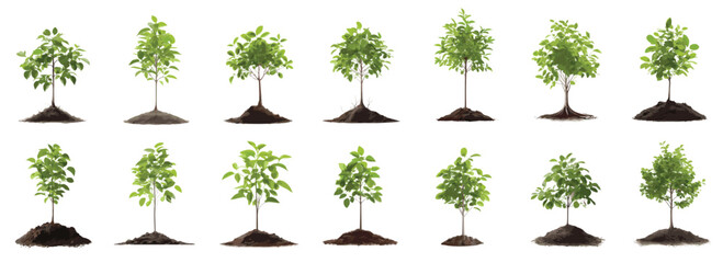 Sapling trees set, growth sprout seedling,  vector illustration isolated on white back ground