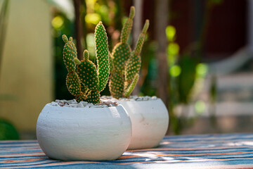 Close-up and bokeh of an Opuntia Mickey Ownroot Cactus plant in a small white pot. Cactus plants...