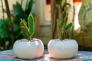 Close-up and bokeh of an Opuntia Mickey Ownroot Cactus plant in a small white pot. Cactus plants placed on a table with an ethnic tablecloth during the day in a garden full of other plants