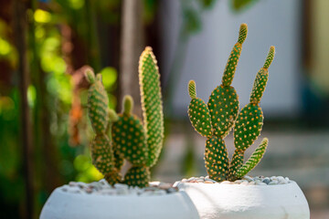 Close-up and bokeh of an Opuntia Mickey Ownroot Cactus plant in a small white pot. Cactus plants placed on a table with an ethnic tablecloth during the day in a garden full of other plants