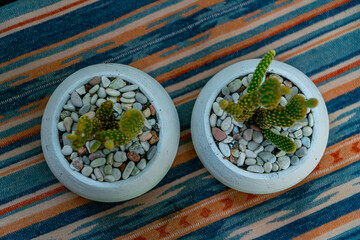 Close-up and bokeh of an Opuntia Mickey Ownroot Cactus plant in a small white pot. Cactus plants placed on a table with an ethnic tablecloth during the day in a garden full of other plants