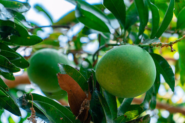 A very large mango fruit that is almost ripe on the tree. Mango trees that bear lots of fruit and are large in size