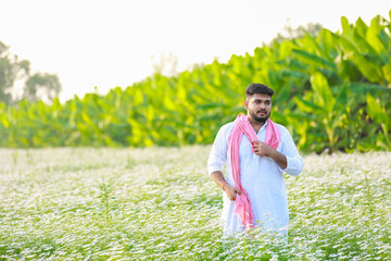 coriander flowers farming