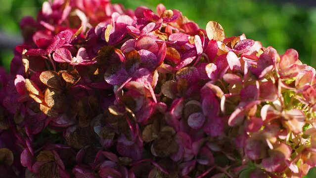 Blooming bright red hydrangea flowers in a garden and green leaves. Red flower background. Lush flowering hortensia in the Morning. Hydrangea macrophylla or Hortensia flower plant. Soft focus. Macro.