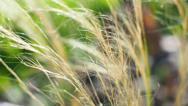Close-up video of the dried Mexican feather grass. Compact, perennial grass, stiff, thread-like stems. Stipa tenuissima Pony Tails - Shining silvery panicles with long awns soft fine, hair-like leaves