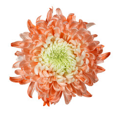 Delicate orange and white chrysanthemum. View from above. Full depth of field. With clipping path