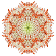 Chrysanthemum flower in the form of a kaleidoscope picture. With clipping path