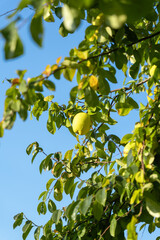 tree with fruits