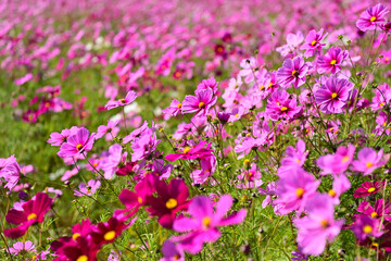 コスモス畑