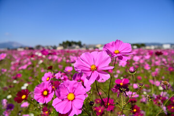 コスモス畑