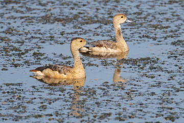 Two lesser whistling ducks, Indian whistling ducks, lesser whistling teals - Dendrocygna javanica swimming in blue water. Photo from Ranthambore National Park, Rajasthan, India.