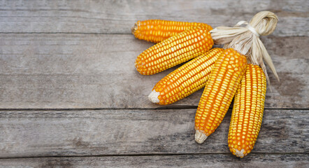 Dried corns or maizes, peeled off and tied peels.Old wooden background. Concept, economic agriculture crops in Thailand. Maizes are used as material for producing animal feed.                  