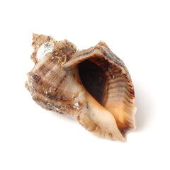  conch shellon white background