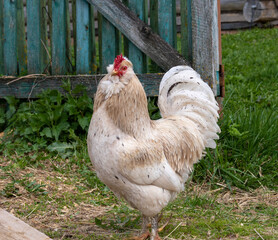White rooster on the farm