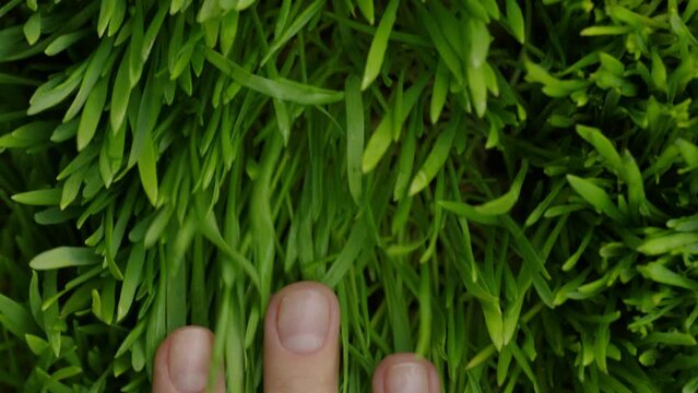 4k close up footage top view of a Caucasian woman's hand with a clean natural manicure glides across fresh green grass. Smooth slowly touch to young fields