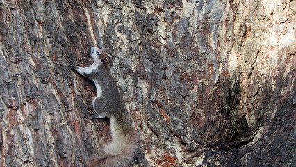Cute Squirrel perched on the branch