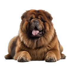 Obraz premium fat cute dog portrait isolated on white background