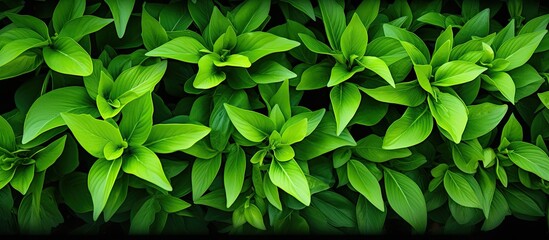 Green elongated leaves growing on the flowerbed creating a background with texture