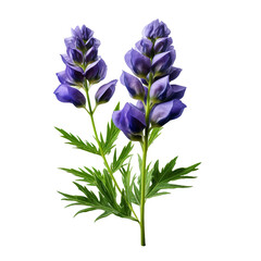 Aconitum isolated on transparent background