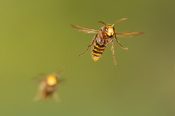 Hornissen (Vespa crabro)