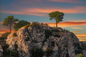 ein Baum im Felsen