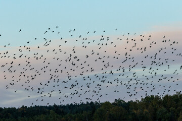 Starenschwarm (Sturnus vulgaris)