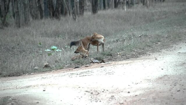 A group of Indian wilddog aka Dhole relaxing near a waterhole inside Pench Tiger Reserve during a wildlife safari