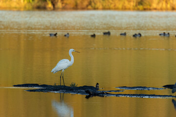 Obraz premium Silberreiher