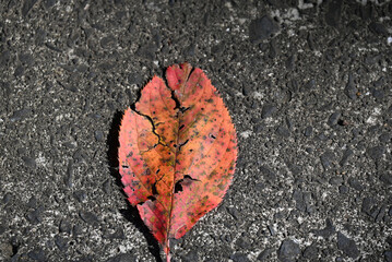 紅葉した葉