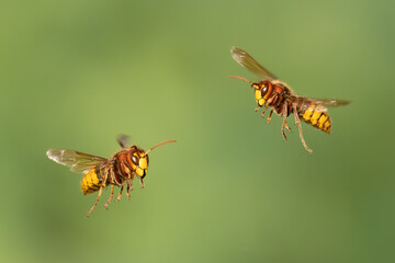 Hornissen (Vespa crabro)