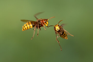 Hornissen (Vespa crabro)