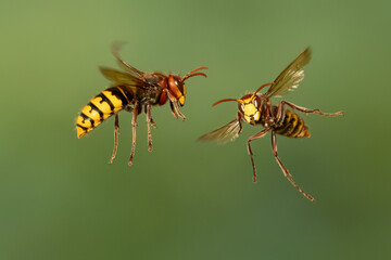 Hornissen (Vespa crabro)