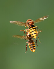 Hornissen (Vespa crabro)