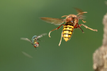 Hornissen (Vespa crabro)