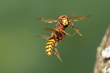 Hornissen (Vespa crabro)