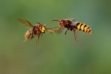 Hornissen (Vespa crabro)