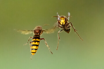Hornissen (Vespa crabro)