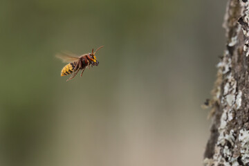 Europäische Hornisse (Vespa crabro) Futtertransport