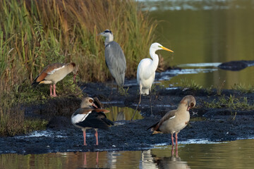 Graureiher, Silberhaus, Nilgans