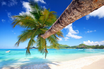 Urlaub am Meer mit Palmen