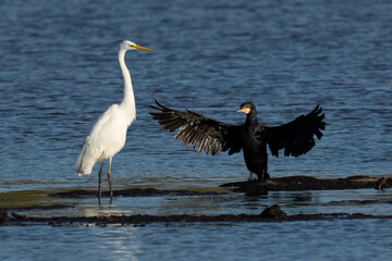 Silberreiher, Graureiher und Kormoran