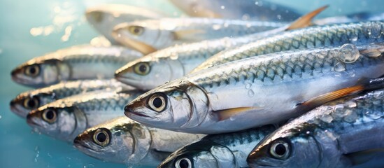 Traditional fish fresh and close up at the seafood market