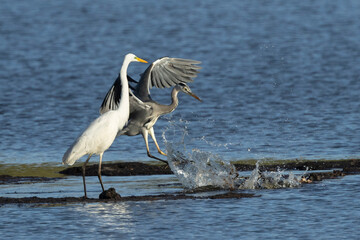 Silberreiher, Graureiher und Kormoran