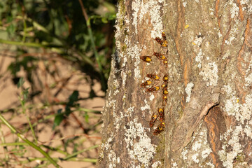 Europäische Hornisse (Vespa crabro)  am Nesteingang