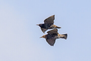 Star (Sturnus vulgaris)