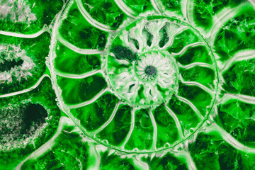 beautiful background green ammonite texture in section with the golden ratio macro photo close-up - 668987873